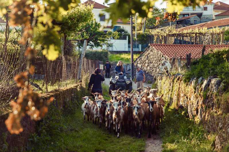 2h Quad Tour • Arcos de Valdevez • Peneda Gerês - Forest tracks, farmland, and old bridges
