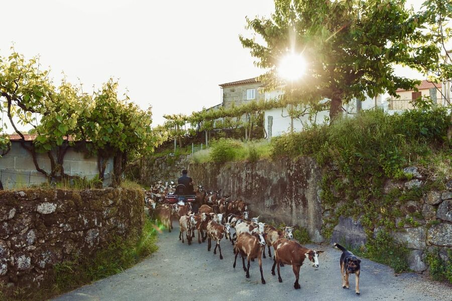 2h Quad Tour • Arcos de Valdevez • Peneda Gerês - Who should book this two-hour experience