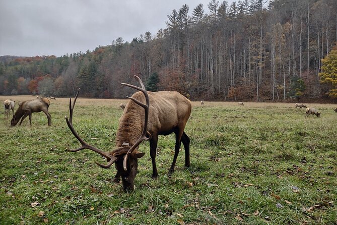 3-3.5 HR UTV ECO Elk Wilderness Adventure - Price, group size, and overall value