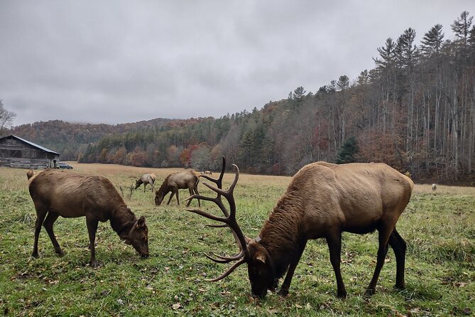 3-3.5 HR UTV ECO Elk Wilderness Adventure - Who will enjoy this UTV adventure most