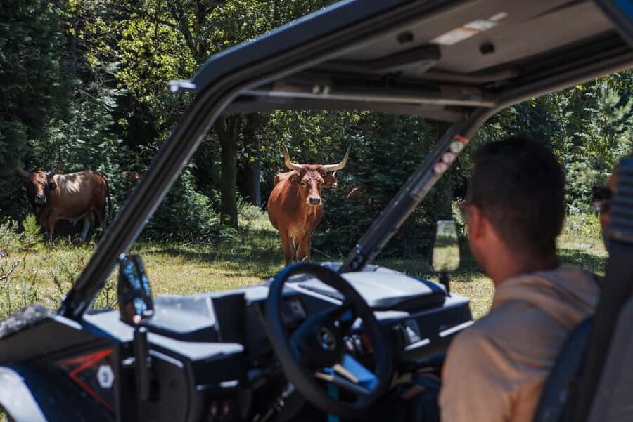 3.5h Buggy Tour • Arcos de Valdevez • Peneda Gerês - Key details before you book