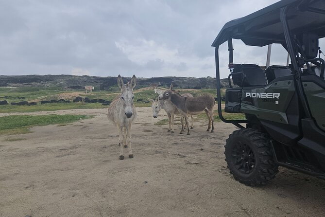 4-seater UTV Island 4hr Tour in Aruba, morning or afternoon - Guides and the Human Side of the Tour