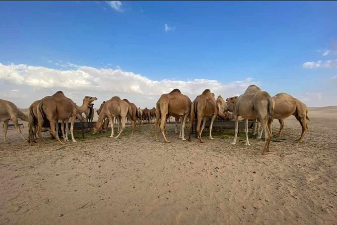 Abu Dhabi Morning Desert Safari,Dune Bashing,Sandboarding,Camel Riding&Quad Bike - Key points to know before booking
