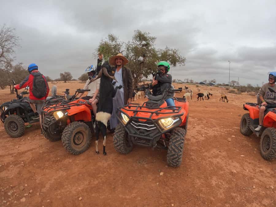 Agadir: Agafay Desert Quad Biking With Goats On The Tree - The famous goats in the argan trees