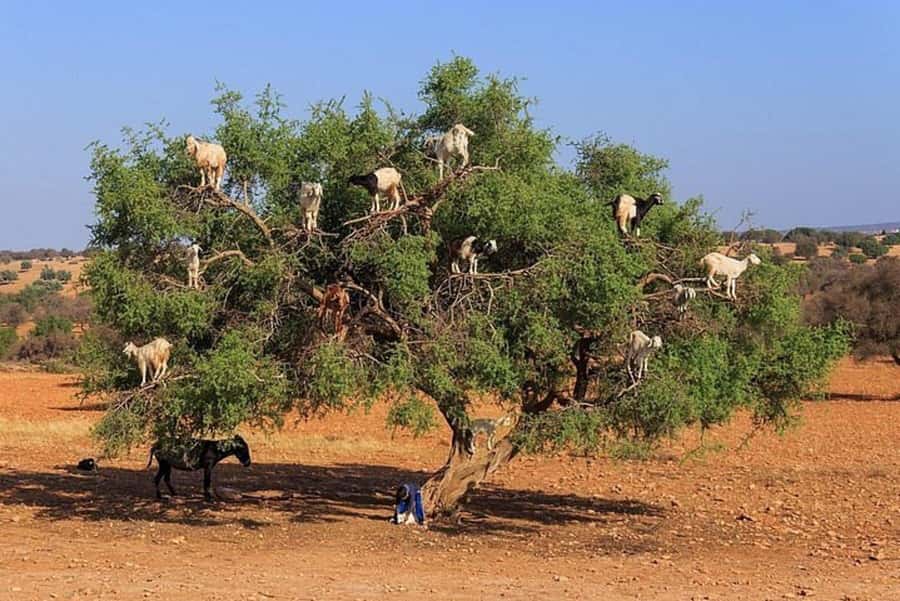Agadir: Agafay Desert Quad Biking With Goats On The Tree - Mint tea in a traditional Berber tent
