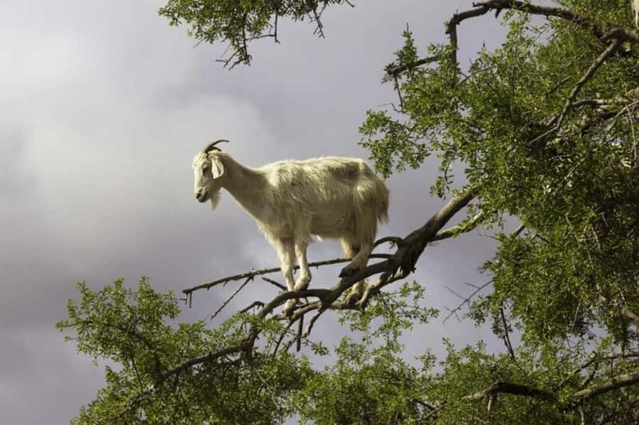 Agadir: ATV Quad Biking and Goats On Argan Trees with Tea - Pickup from Agadir and the coastal towns