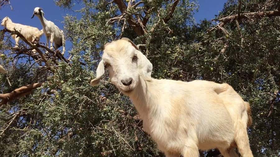 Agadir: ATV Quad Biking and Goats On Argan Trees with Tea - What the terrain is really like