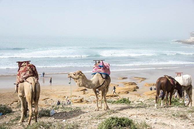 Agadir Dune Quad Bike and Sunset Camel ride Adventure - The camel ride toward Taghazout Beach