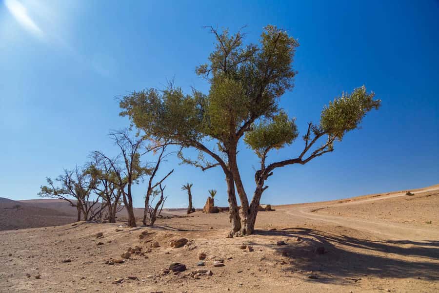 Agafay and atlas: Quad and camel experience - FAQ