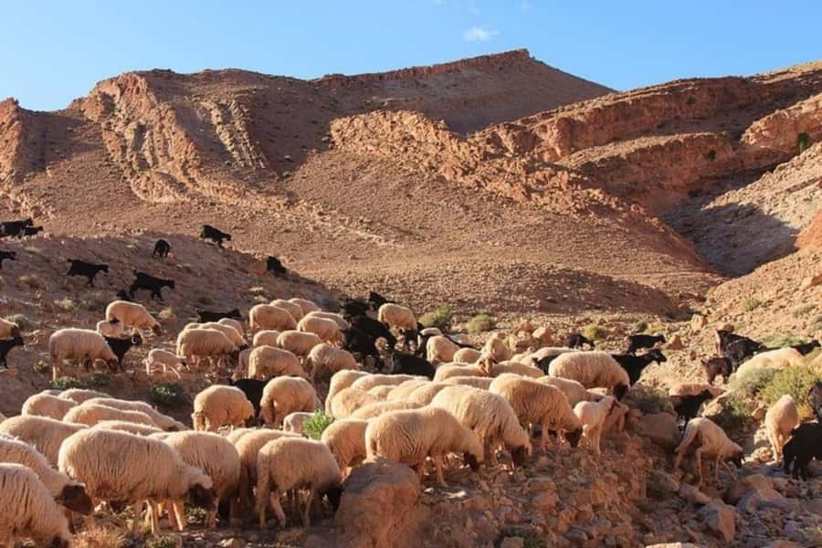 Agafay experience : Dinner with sun set camel or quad ride - FAQ