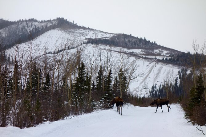 Alaskan Back Country Side by Side ATV Adventure with Meal - The ride is the attraction, not just transportation