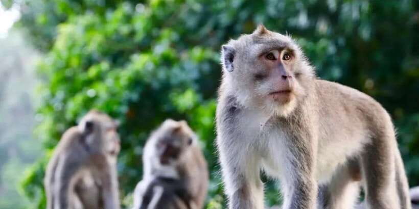 Bali: ATV Gorilla Cave, Ubud Monkey Forest, & Waterfall Tour - Monkey Forest brings a quieter kind of excitement