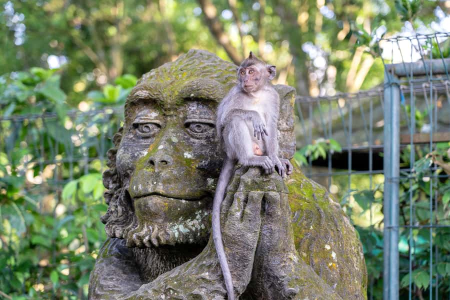 Bali: ATV, Water Rafting, and Monkey Forest Tour - Who should book it?