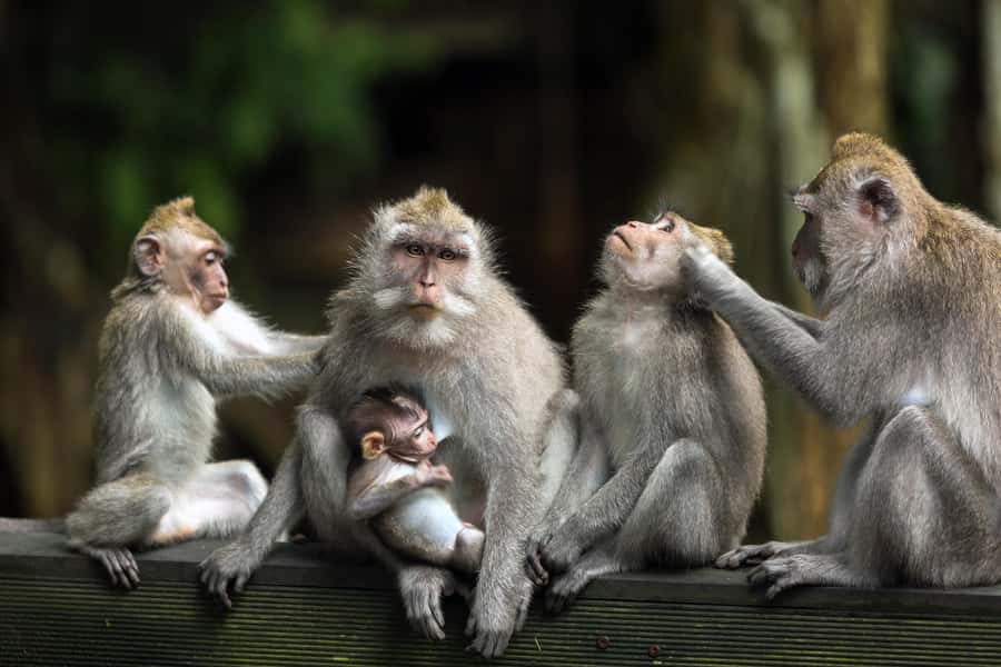 Bali: ATV, Water Rafting, and Monkey Forest Tour - Timing, group pace, and what to pack