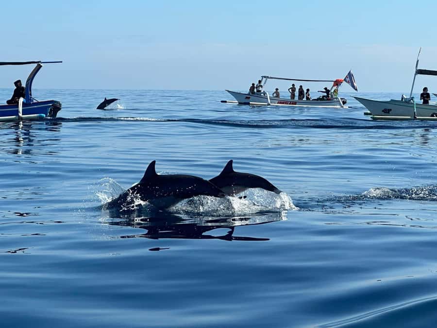 Bali: Dolphin Swimming Tour with ATV Quad Bike & Waterfall - Why this North Bali combination works