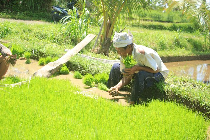Bali Quad and Buggy Discovery Tour, Including Round-Trip Transfer - Lunch and the Seven-Hour Schedule