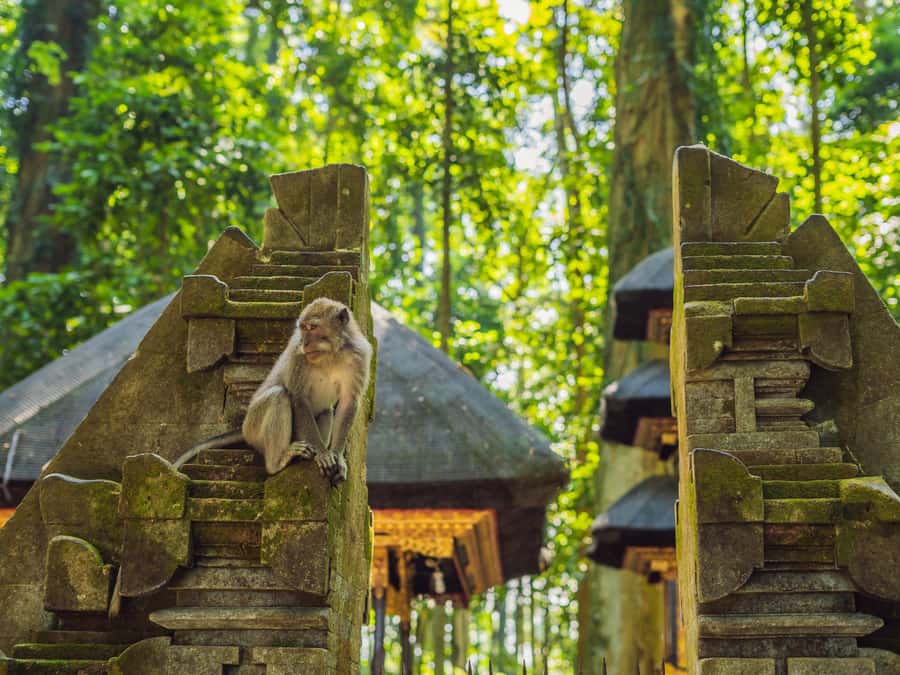 Bali: Ubud Adventure, ATV, Monkey Forest& Waterfall Tour - Key points at a glance