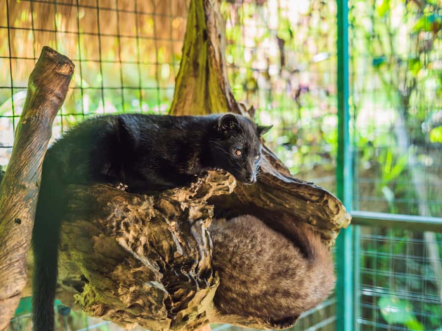 Bali: Ubud Adventure, ATV, Monkey Forest& Waterfall Tour - Coffee tasting with a flexible stop