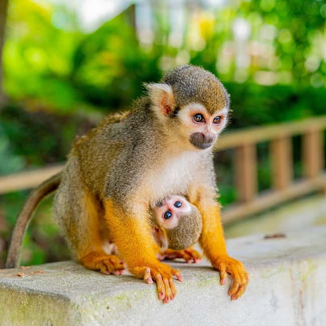 Bayahibe/La Romana: 4x4 Buggy and Monkeyland Tour - Casa del Coco and the taste of local products