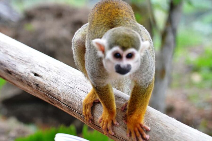 Bayahibe/La Romana: 4x4 Buggy and Monkeyland Tour - Taking the wheel of the Honda Pioneer 700