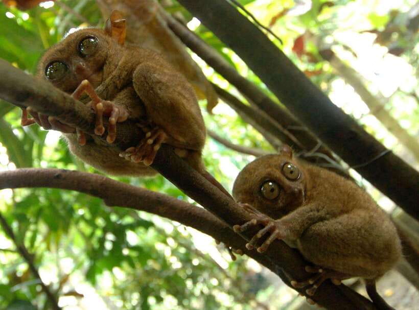 Bohol: Choco Tour + Loboc River Lunch Buffet + ATV Adventure - Why this Bohol day tour works