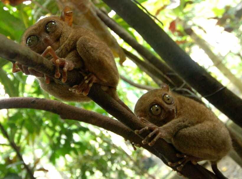 Bohol: Choco Tour + Loboc River Lunch Buffet + ATV Adventure - Tarsiers require patience and quiet
