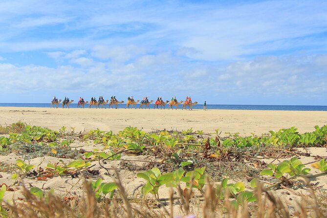 Cabo San Lucas Camel and Horseback Ride with ATV Adventure - Who will enjoy this Cabo outing most