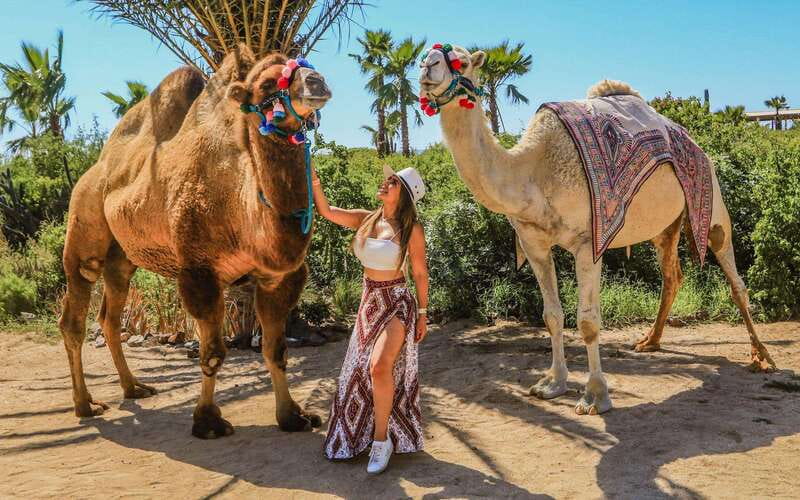 Cabo San Lucas: Camel Ride & Off-Road UTV Combo Adventure - Trading the beach for Baja’s desert