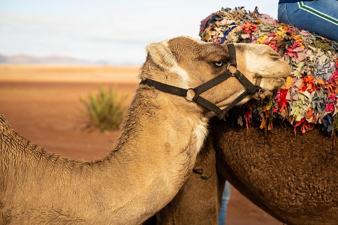 Camel and Quad Biking Tour from Marrakech - How the guides shape the day