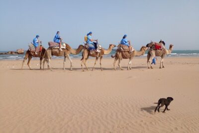 Camel ride or quad bike ride.. pick up, drop off. including