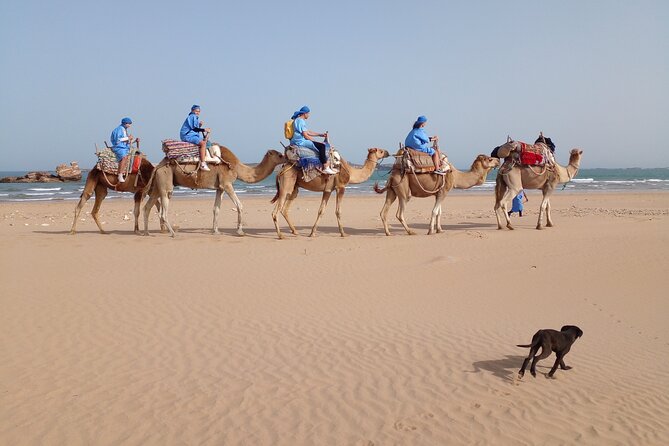 Camel ride or quad bike ride.. pick up, drop off. including - How the Pickup Works in Practice