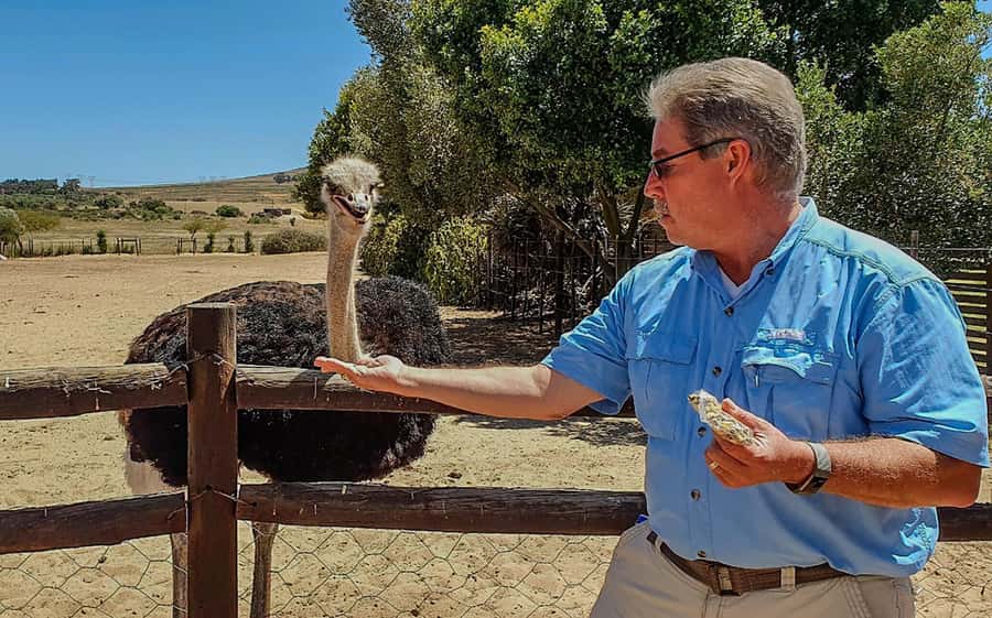 CAPE TOWN: OSTRICH RANCH QUAD BIKE RIDE & OSTRICH TOUR - Meeting the ostriches after the ride