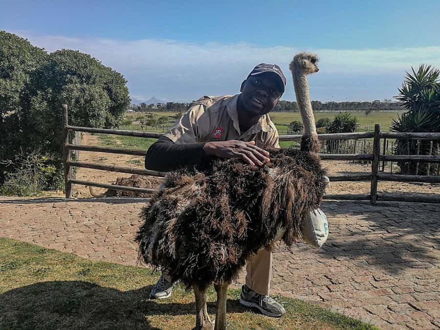 CAPE TOWN: OSTRICH RANCH QUAD BIKE RIDE & OSTRICH TOUR - Is $62 a fair price?