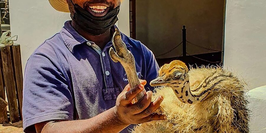 CAPE TOWN: OSTRICH RANCH QUAD BIKE RIDE & OSTRICH TOUR - Cancellation and booking flexibility