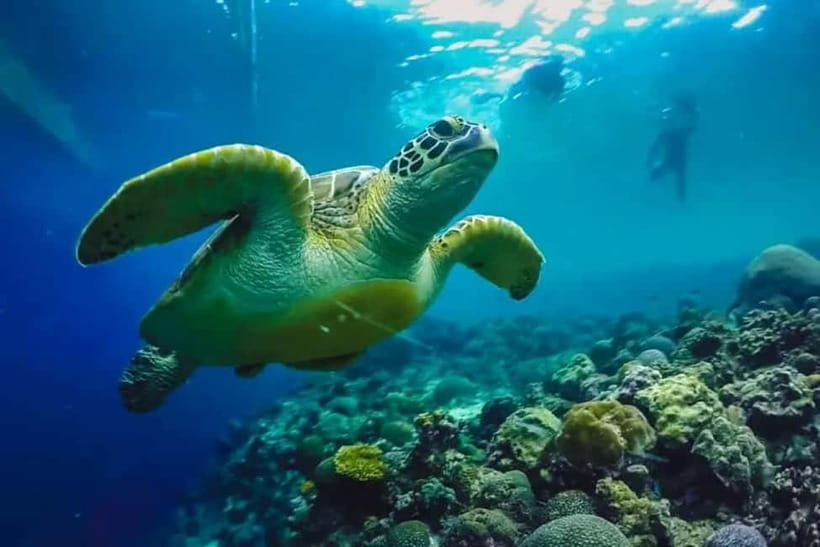 Cebu: Moalboal Snorkeling, Mantayupan Falls & ATV Adventure - Key points to know before booking