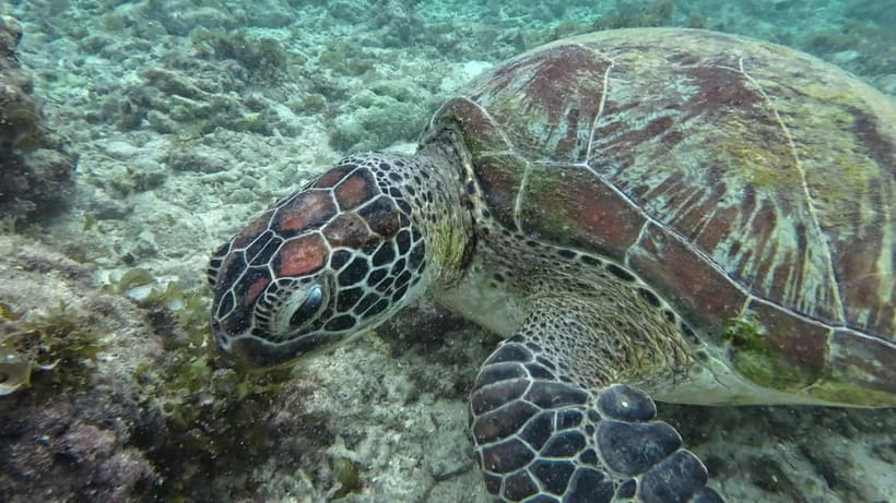 Cebu: Moalboal Snorkeling, Mantayupan Falls & ATV Adventure - The long Cebu road day and private transport