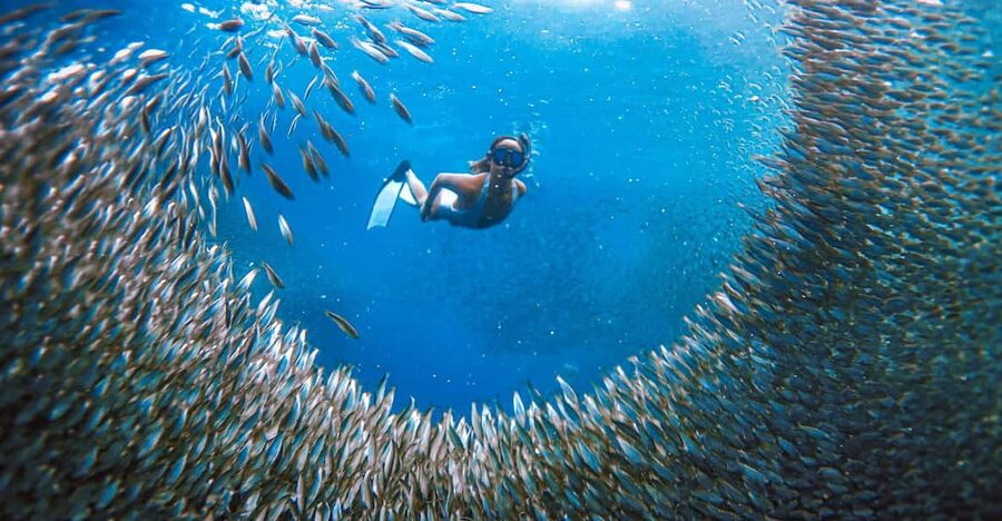 Cebu: Sardine Run Snorkeling, Mantayupan Falls & ATV Thrills - Should you book it?