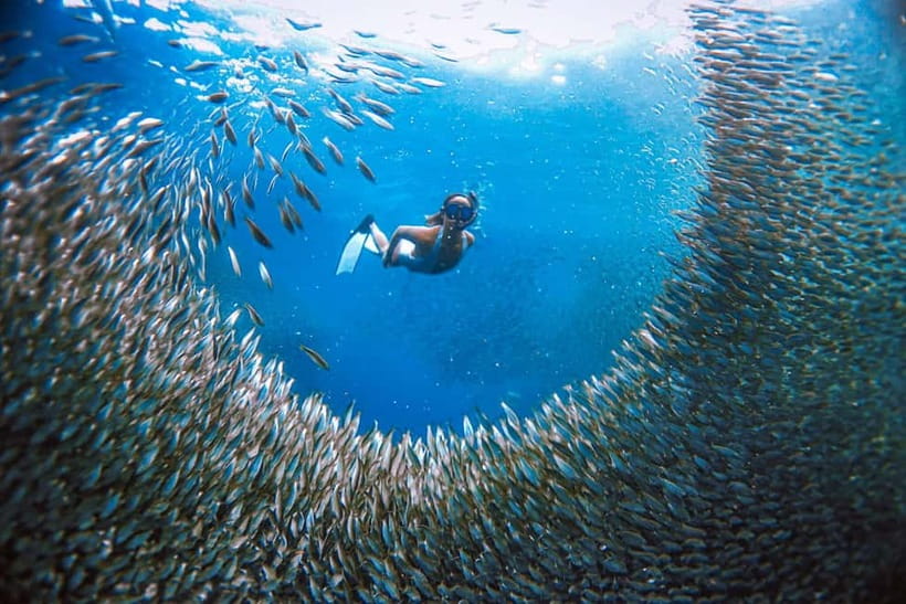 Cebu: Sardine Run Snorkeling, Mantayupan Falls & ATV Thrills - The sardine run is Cebu’s strongest reason to book