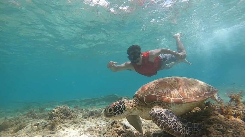 Cebu: Sardine Run Snorkeling, Mantayupan Falls & ATV Thrills - Who will enjoy this day most