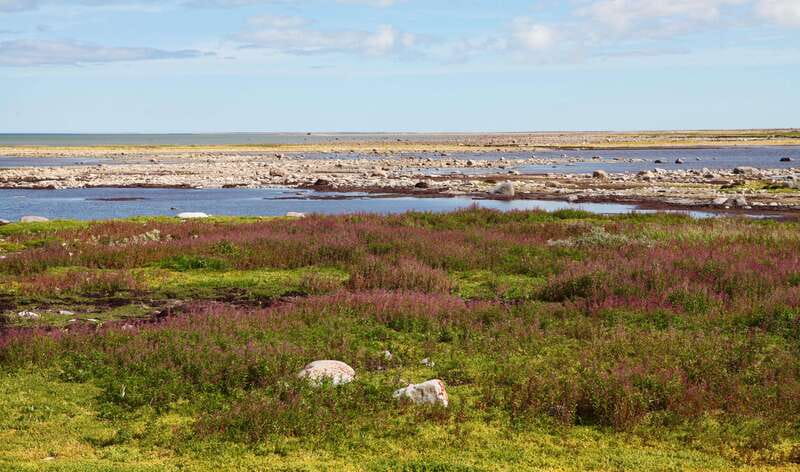 Churchill: Exclusive Tundra Buggy Day Trip - Key points to know before booking