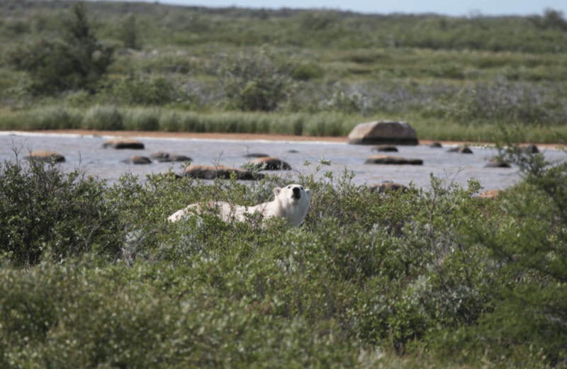 Churchill: Exclusive Tundra Buggy Day Trip - Autumn’s eight-hour polar bear watch