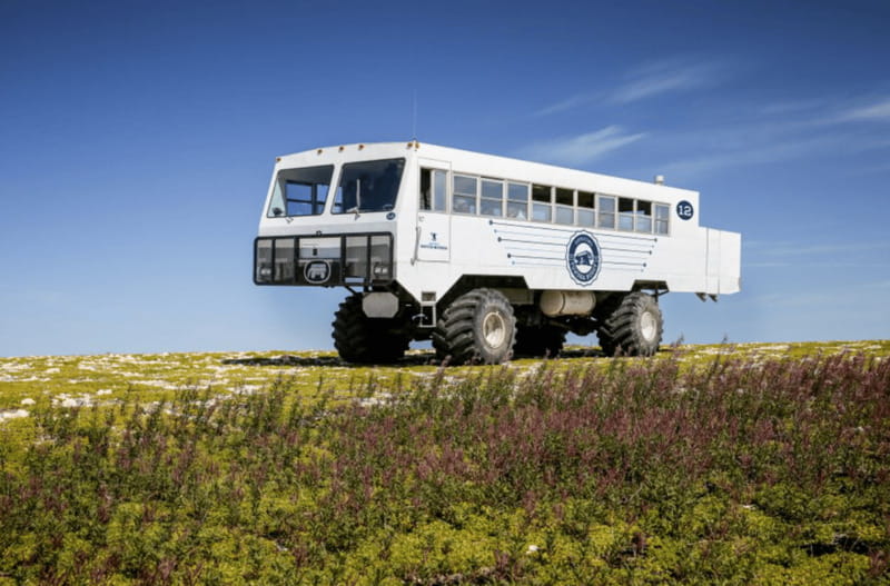 Churchill: Exclusive Tundra Buggy Day Trip - The real cost of a shared wildlife day