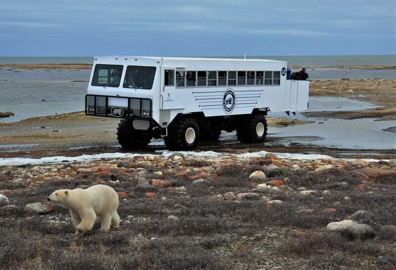 Churchill: Exclusive Tundra Buggy Day Trip - Who should book this Churchill outing