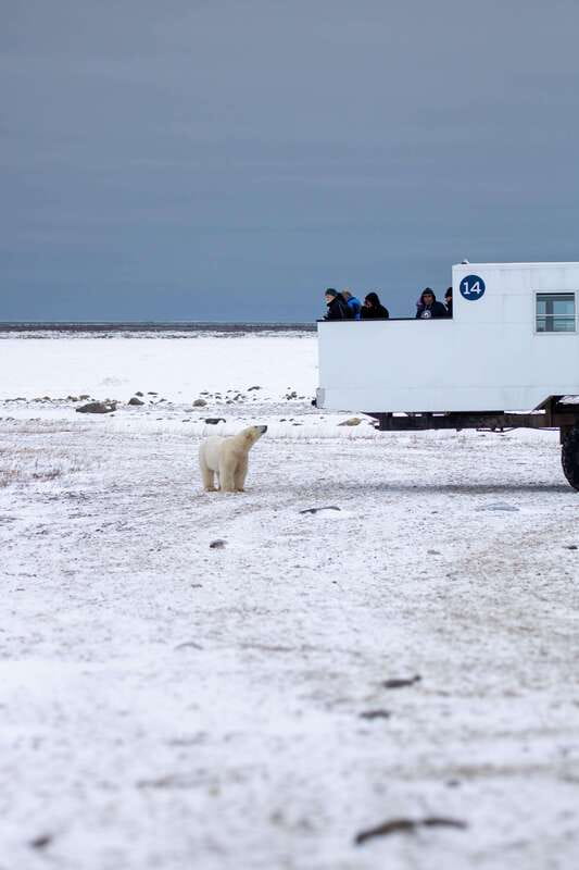 Churchill: Exclusive Tundra Buggy Day Trip - Nine practical details that shape the day