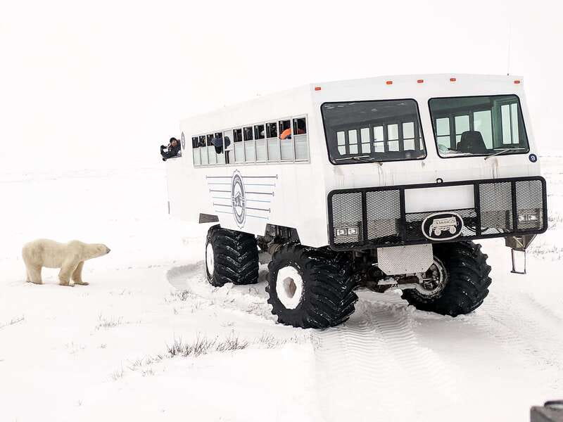 Churchill: Exclusive Tundra Buggy Day Trip - Check-in at Fifty Eight North