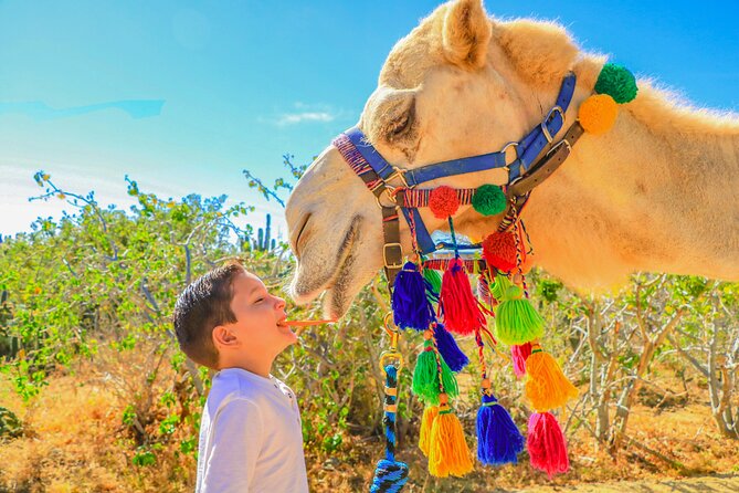 Combo Single Offroad 4x4 UTV, Camel Ride, Lunch & Tequila Tasting - Should you book the Combo UTV and Camel tour?