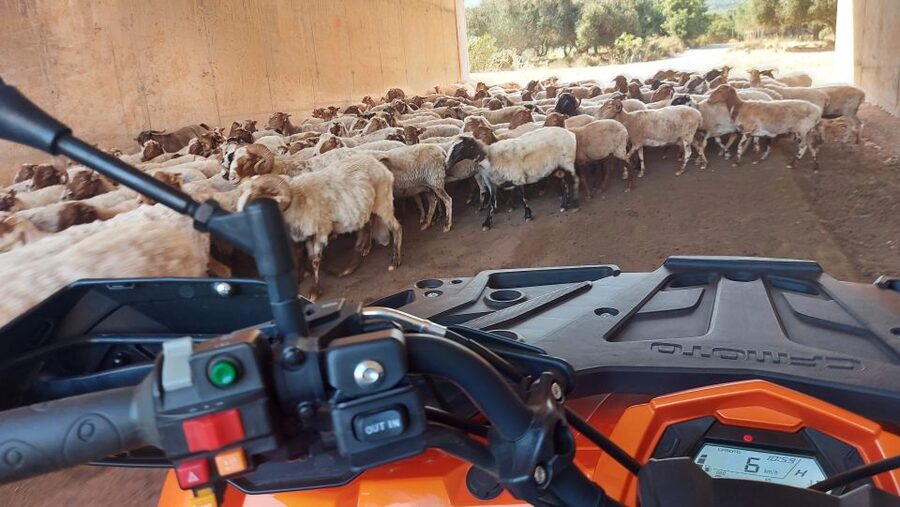 Crete: Off-Road Quad Safari with Lunch/Dinner - Dusty tracks through vineyards and olive groves