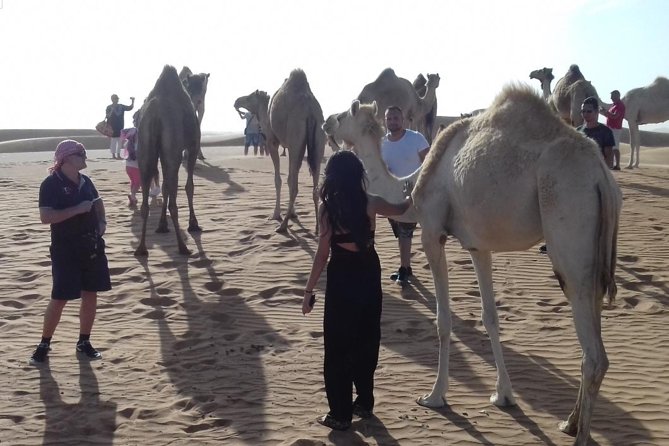 Desert Safari Tour, Quad Bike with BBQ Dinner & Show from Dubai - The seven-hour dinner and show option