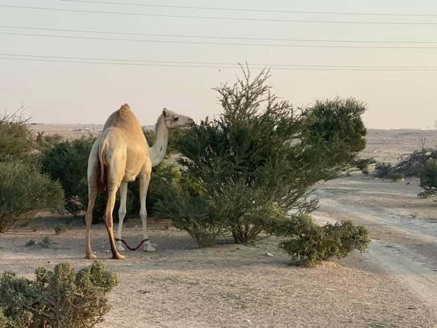 Doha Activities: Desert Safari, Dune Bashing & Inland Sea - Timing, pickup, and what to bring