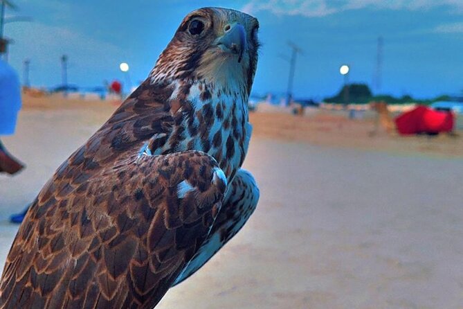 Doha Desert Safari Dune Bashing Camel Ride - Falcon encounters and photos with your guide